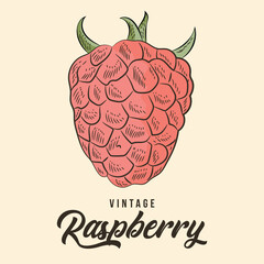 Vintage Hand Drawing raspberry Fruit Sketch Vector Stock Illustration Color
