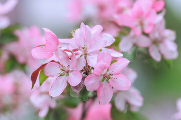 Fresh 
beautiful flowers apple tree blooming in the spring. Pink Apple blossoms flowers on green nature background. Blossom trees in spring. Sakura. Beautiful flowers on a branch of an apple tree   