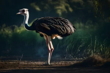 Zelfklevend Fotobehang ostrich in the zoo © Awan Studio
