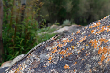Close up of lizard on rock.