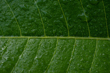 Dew on the leaves