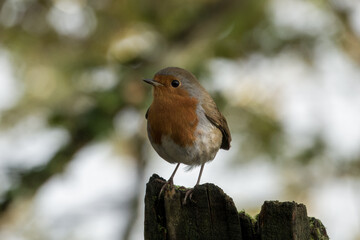 Robin red breast Erithacus rubecula perched on a post with a blurred background