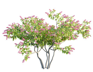 Lilac flower 4k png