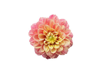 Colorful pink and yellow Dahlia flower isolated on a white background with clipping path.