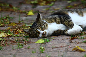 Obraz premium cat laying on dry leavyes