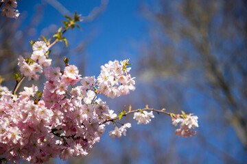Sakura. Spring cherry blossom. Pink cherry blossoms. Floral background. Booming tree and blue sky background