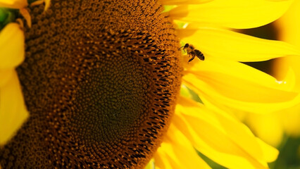Close-up of a sunflower with a bee. Sunflower production for sunflower oil production. Ukrainian landscape