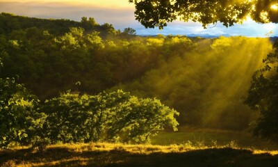 sunset in the forest