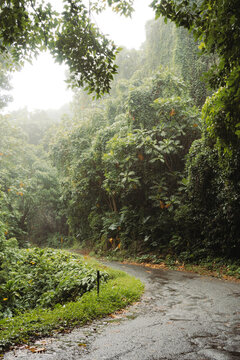 Maui, Hawaii Jungle