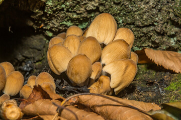 Mica Cap - Coprinellus micaceus