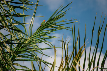 Green and red parrots