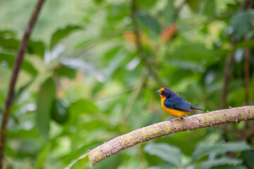 Fototapeta premium Violaceous Euphonia