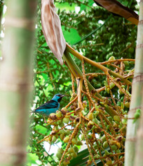 Blue dacnis