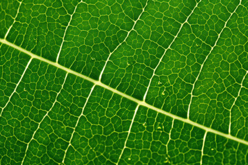 Translucent green leaf, macro, texture, background