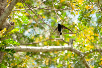 Hummingbird in a flowering tree