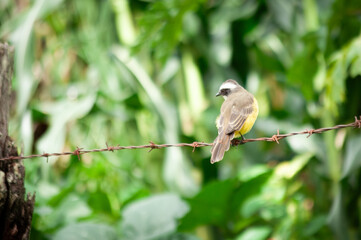 Lesser kiskadee on the fence