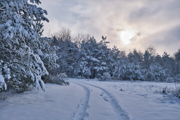 Snow landscape in January, winter impressions