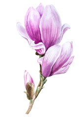 Magnolia flower  hand painted bouquet with pink flowers and leaves isolated on a white background