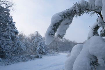 Trees, branches covered with snow, details in a snowy landscape