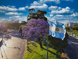 Argentine flag flying with a jacaranda tree