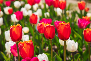 Blooming Goland tulips. Field of multicolored tulips close-up as a concept of holiday and spring. Lawn with flowers with space for text and copy space.