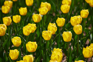 Fototapeta premium Spring blossoming yellow tulips, bokeh flower background, selective focus