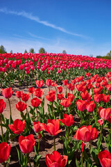 Fototapeta premium Field of red tulips in Provence in spring. Cloudy sky. Vertical photo.