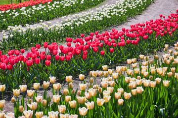 Selective focus row of multi colour tulip in the field, Line of colourful flowers in the farm, Tulips are a genus of perennial herbaceous bulbiferous geophytes, Nature floral background