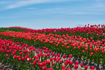 Scenic View Of Red Flowering Field Against Sky