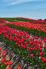 Many red tulips flower in the garden. Vertical view