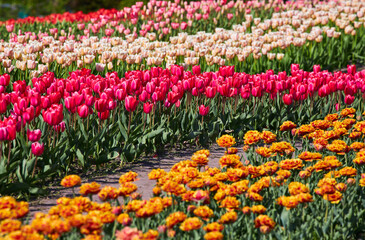 Rows of colorful tulips at flower farm