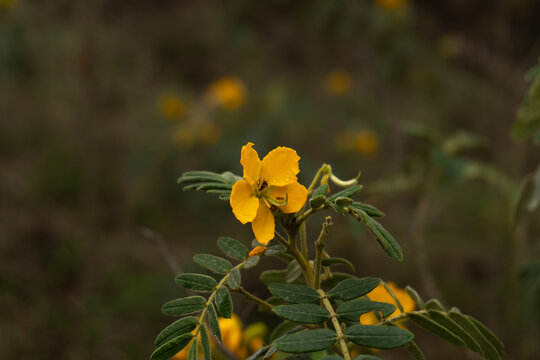 Flor amarilla de quebracho