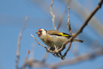 Beautiful perched goldfinch