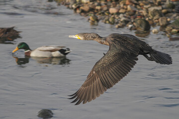 Cormorant in flight