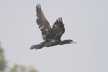 Cormorant in flight closeup