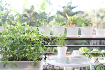 pea shoots sprouts and other home growth vegetables