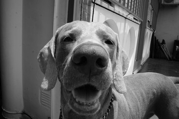 retrato en primer plano de perro de raza weimaraner o braco de Weimar, mirada astuta, perro...