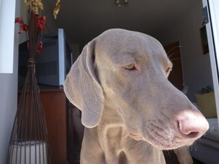 retrato en primer plano de perro de raza weimaraner o braco de Weimar, mirada dulce