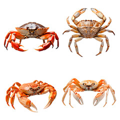 Set of isolated Crabs