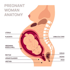 Pregnant woman anatomy. Educational poster. Normal course of pregnancy. Location of fetus in uterus. Reproductive health. Female body silhouette. Baby in womb. Garish vector infographics - obrazy, fototapety, plakaty