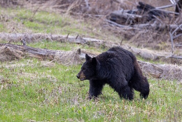 Black Bear in Springtime in Yellowstone National Park Wyoming