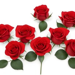 red roses isolated on white valentine rose background