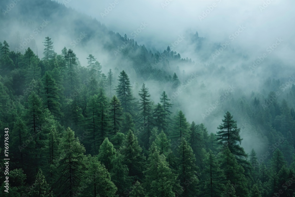 Poster a misty forest scene with fog covering the trees. perfect for nature and landscape themes