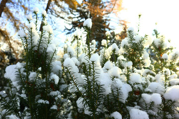 Beautiful winter park with snowy trees