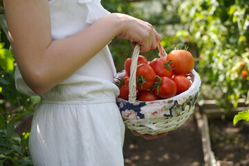 girl harvests the first tomatoes in the greenhouse. woman holding basket of red tomatoes.