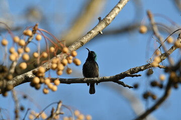Palestinian Sunbird. Least Concern (Population stable) Found in parts of the Middle East and sub-Saharan Africa, it is also known as the orange-tufted sunbird.