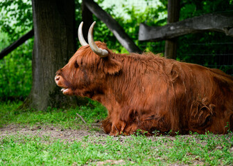 highland cattle in the Alps