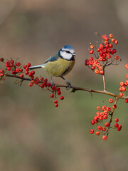 Blue tit, Cyanistes caeruleus