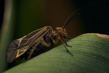 Black and yellow insect perched on a green leaf.