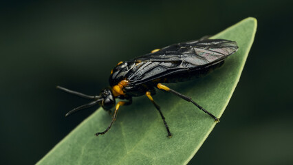Fototapeta na wymiar Black and yellow insect, Fly Sierra del Sen del Campo Adurgoa gonagra